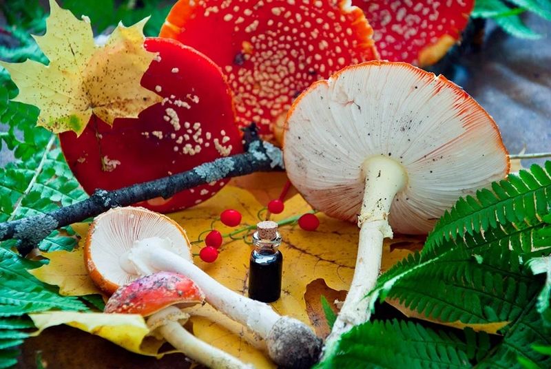 książka mikrodozowanie muchomora